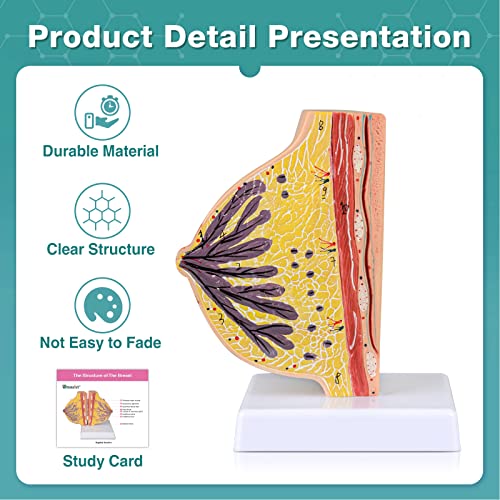Image of Ultrassist Non-Lactating Breast Model, Human Anatomy Model, Breast Anatomical Model with Study Card for Doctor Surgeon Gift