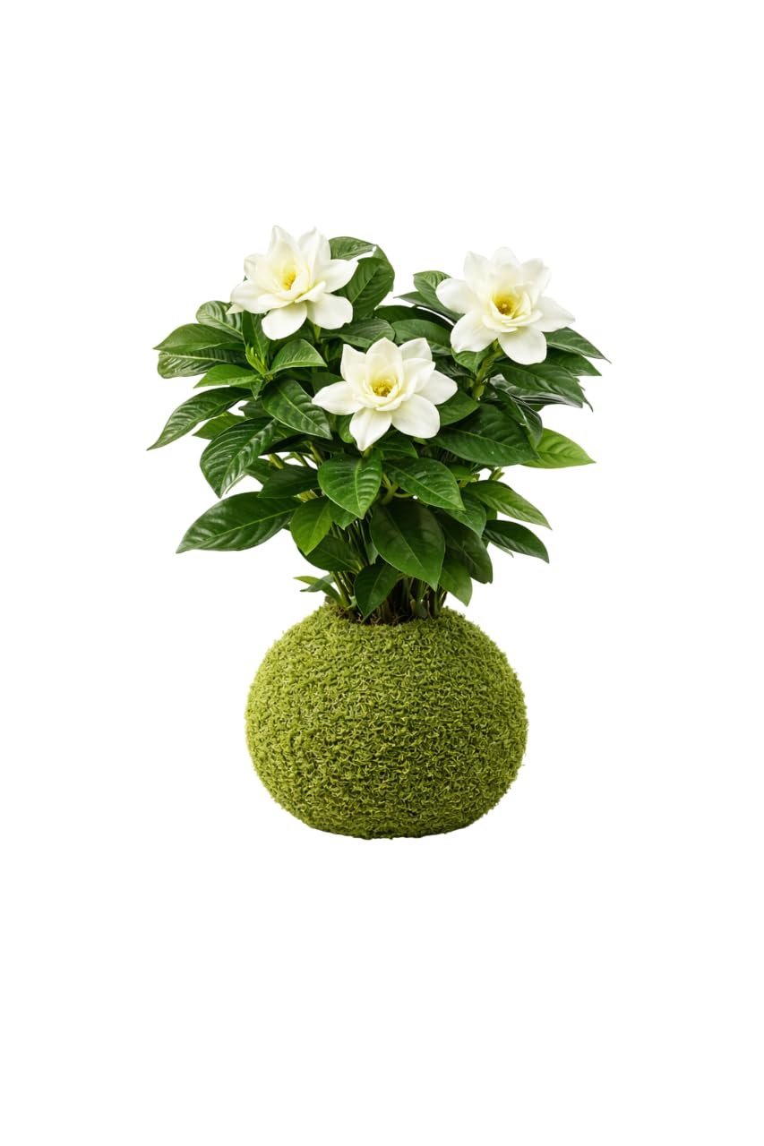 Kokedama Natural Jazmín del Cabo Gardenia Jasminoides Planta Viva Interior | DECOALIVE