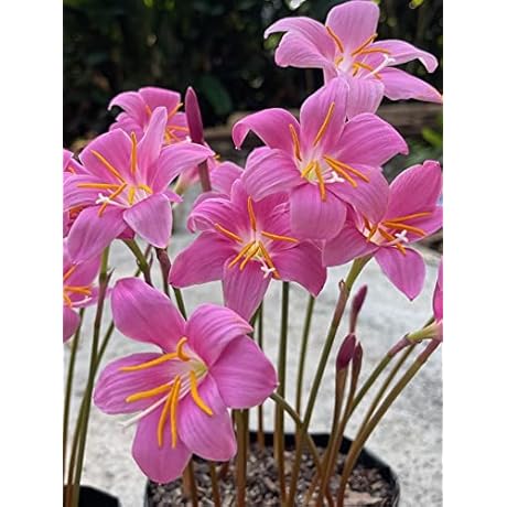 Pink Rain Lily Flower Bulb (10 Pack) - Traditional Flowers That Bloom All Summer