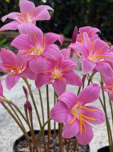 Amazon.com : Votaniki Zephyranthes Grandiflora Pink Rain Lily