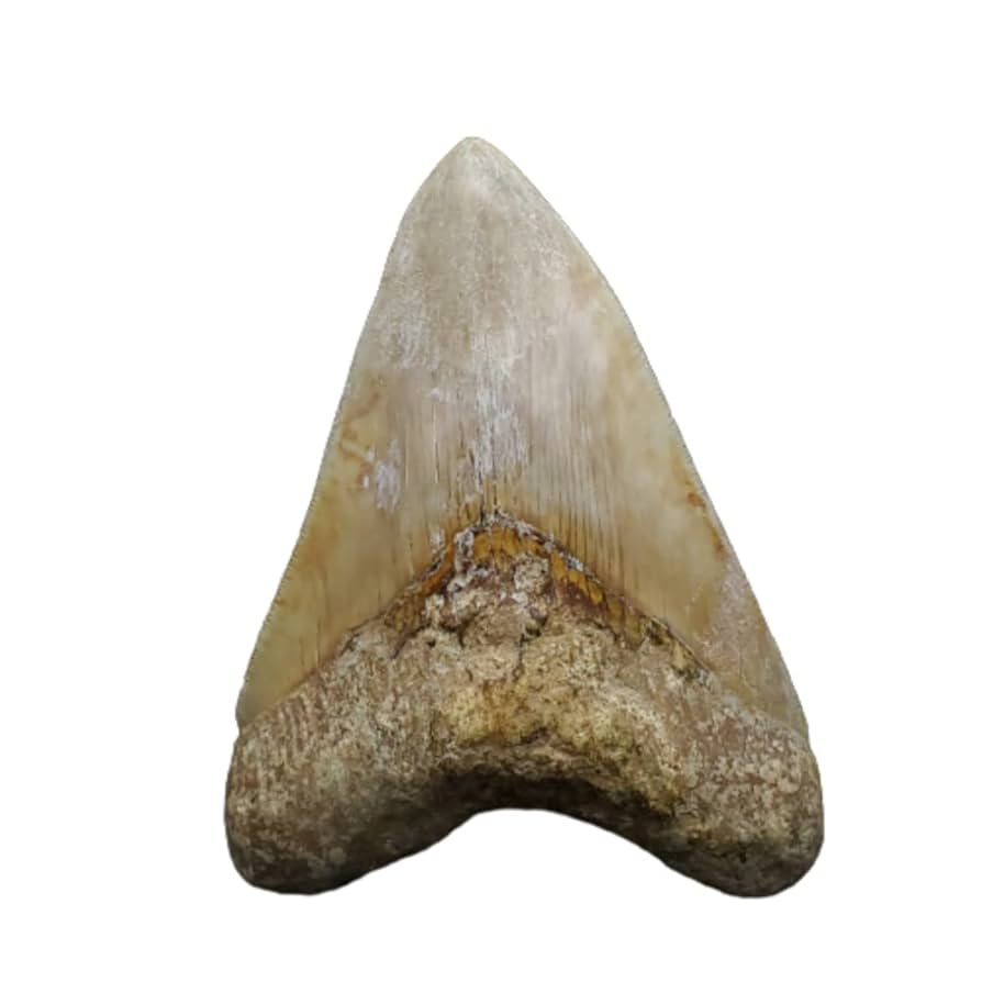 メガロドン歯化石 極上 メガロドン 歯 化石 本物 インドネシア 117.89mm mg7