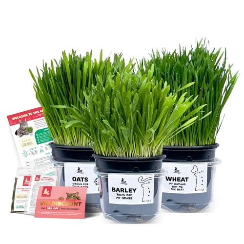 3 Fresh Live Cat Grass (Oats Barley Wheat) | A Taste of the Outdoors for Indoor Cats | Ready to Eat | Grown in the UK | Aids Digestion & Hairballs | By Cat Mommy