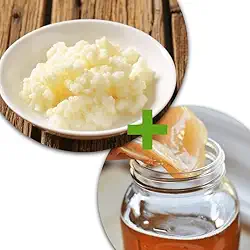 Kit Kombucha Kefir de Leite e Kefir de Agua Com Assessoria no Cultivo e Criação