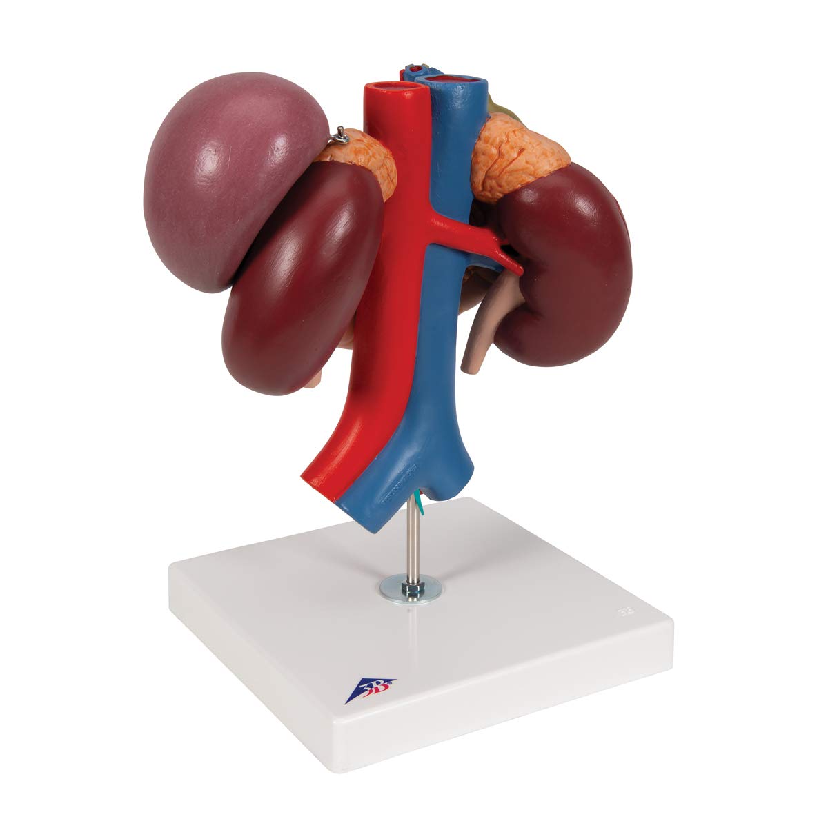 3B Scientific K22/3 Modelo de anatomía humana Riñones Con Órganos Posteriores del Abdomen Superior, de 3 Piezas + App de anatomía gratuita - 3B Smart Anatomy