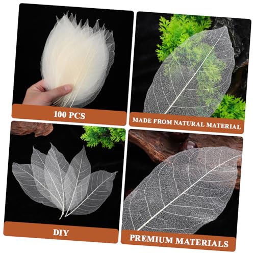 Hojas esqueletizadas naturales para manualidades y decoración miniatura 3