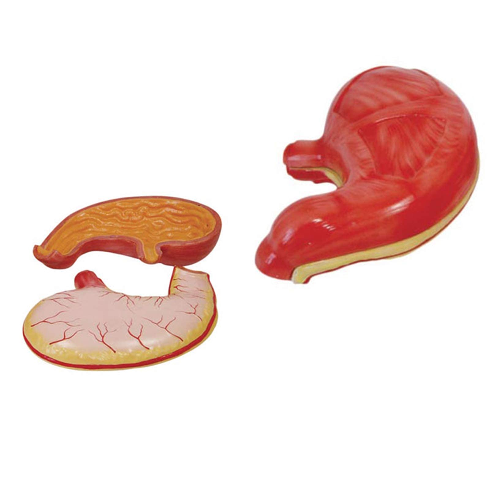 Buy HSCYLWJ Human Body Lower Limb Muscle Model Medical Anatomical