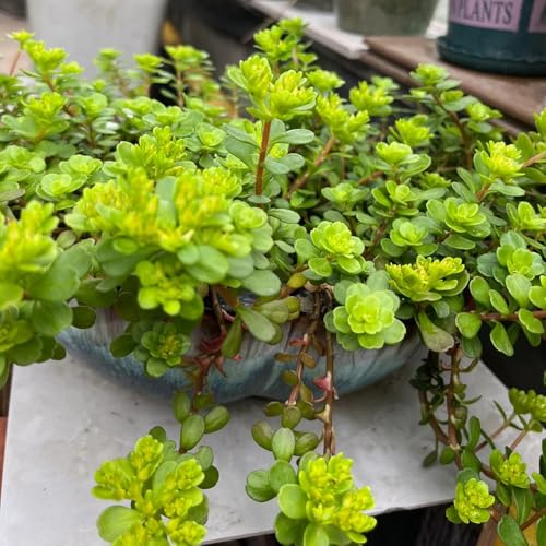 semillas de sedum, Balcón resistentes jardín orgánicas 50pcs