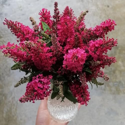 Semi di arbusto farfalle, Buddleja davidii, serre da balcone decorazione floreale rare arbusti ti resistenti da esterno regali per gli amanti del giardino 450pcs