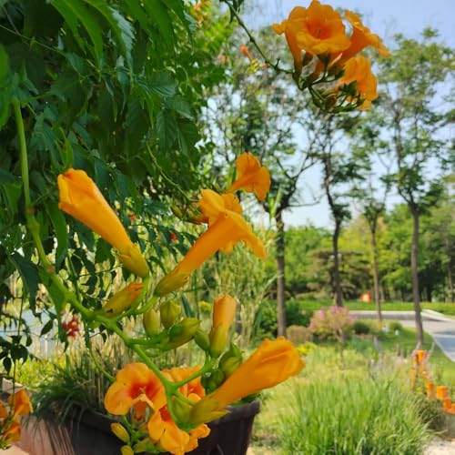 semillas de flor de trompeta - planta trepadora - semillas de flores perenne resistente plantas herbarias, plantas exóticas resistentes semillas de pradera, flores silvestres flores de 300pcs