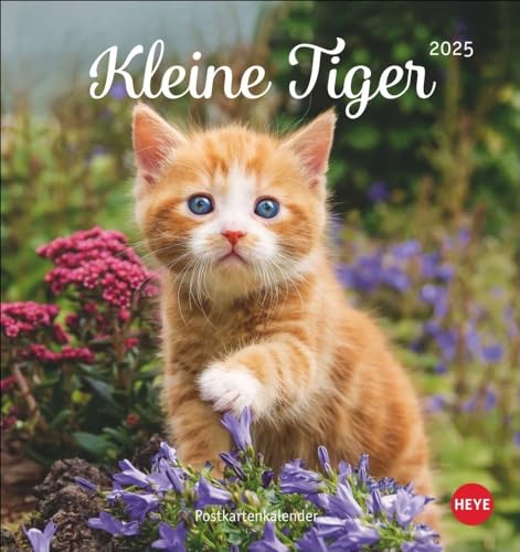 Calendrier carte postale chat Petits Tigres 2025 : adorables enfants chats dans un petit calendrier à suspendre ou à poser. Animal... pour les fans de chats. (calendrier carte postale Heye)