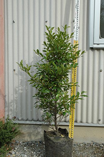 ◎樹高120cm内外 ◎ポートワイン5月頃にワインレッド小花を咲かせる常緑樹 穂坂収穫 ルージュ | 日本ワイン | 本坊酒造 公式サイト
