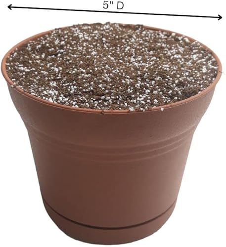 Miniatura 6 de Josh's Frogs Suelo suculento (1 cuarto de galón)