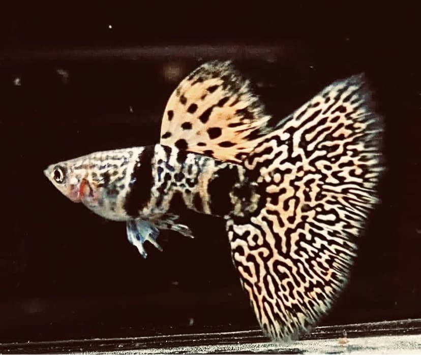 Amazon | 【熱帯魚 グッピー】イェロー タイガー キング コブラ リボン 