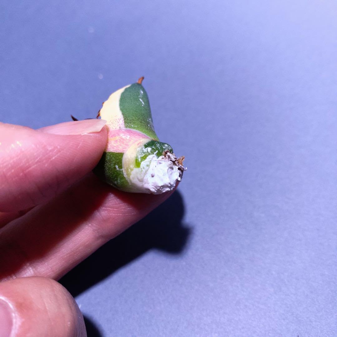 Amazon｜【プランツレター】 アガベ チタノタ スナグルトゥース
