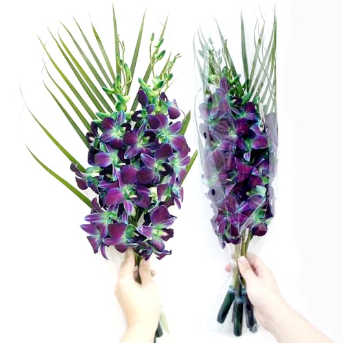 Sunne Tropical OrchidClub USA Fresh Cut Flowers Orchids (10 Stems Dendro Green)