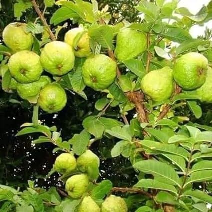 Guruji Plantation Rare Varity Banarasi Guava Live Fruit Tree Plant Bonsai Amrud Peruvian Apple Tropical Asian Yellow Common Indian Orchard Guayaba Psidium Guajava Banarsi All Season
