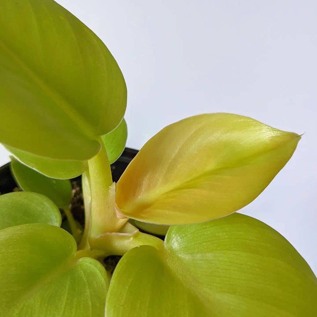 LittleJungle Philodendron Melononi Gold - Live Plant with 5.5 Inches White Decor Pot | Indoor Plants For Home | Live Plants Indoor | Air Purifying Plant | Live Plant With Pot For Home Decor |