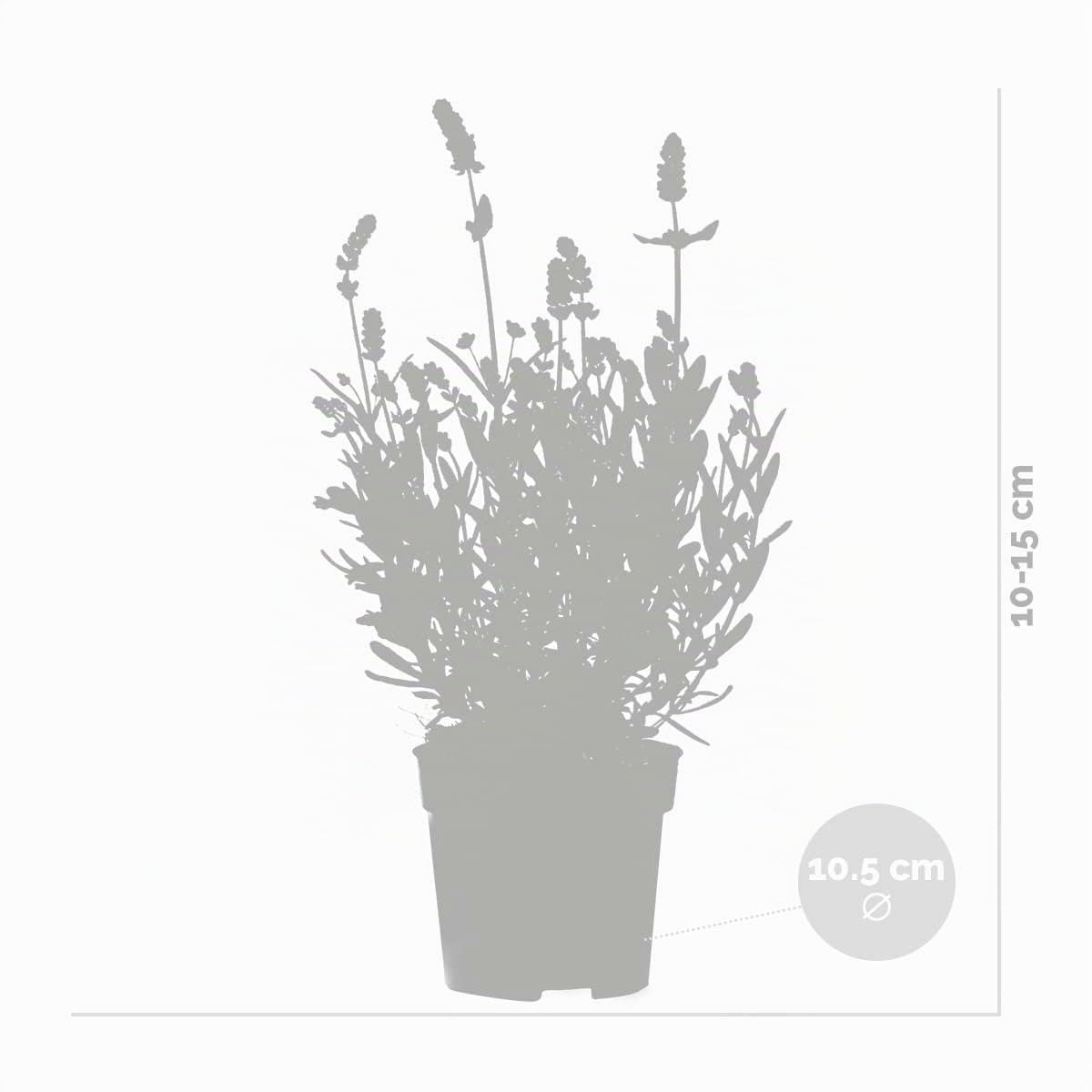 Bloomique - Set di 6 - Lavandula angustifolia - Pianta di lavanda - Piante da giardino - Resistente al freddo - Alte 15-20 cm - Vaso da 10,5 cm