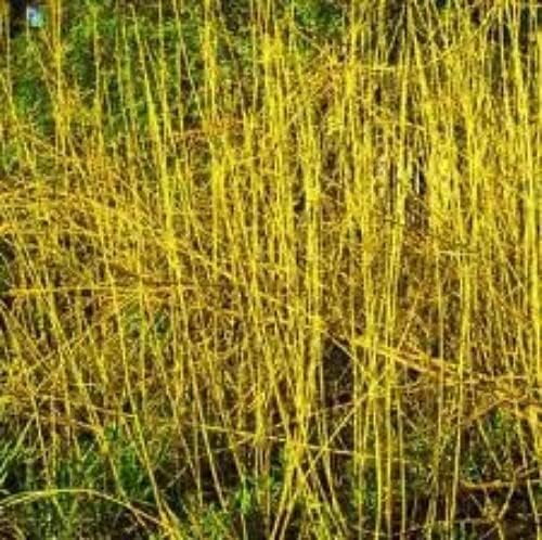 Yellow Dogwood (Cornus stolonifera 'Flaviramea') Field Grown Hedging Plants Tree Sapling (1, 1-2ft (30-60cm))