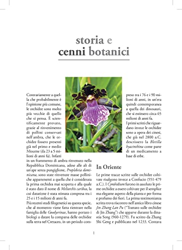 Orchidee - 3
