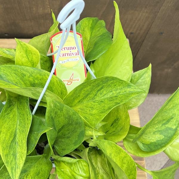 Amazon｜おしゃれ 観葉植物：ポトス テルノカーニバル*5号 吊り鉢  