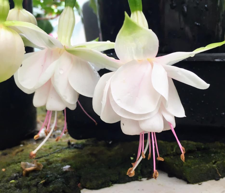 Double White Fuchsia Plant