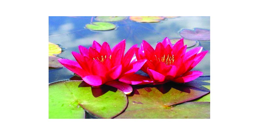 Buy Nymphaea Xue Fei Water Lily Dwarf Water Lilies bareroot Fish or Wildlife Pond and bog