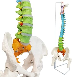 Spine Model, 34.3" Painted Flexible Life Size Spinal Cord Model with Stand, Chiropractic with Pelvis, Spinal Cord, Nerves and Vertebrae, Anatomical Spine Model for Surgeon, Students
