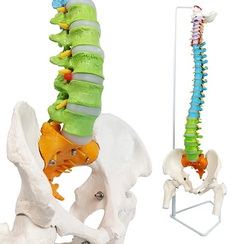Merinden Modelo de columna vertebral modelo de médula espinal flexible pintado de 343 pulgadas con soporte quiropráctica con pelvis médula espinal