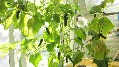 Seedsup - 10+ Indoor Cucumber F1 Self-Pollinating - Vegetable Green #TOP5