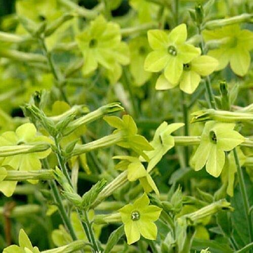 Buy Nicotiana alata Lime Green Jasmine Scented Annual 100 Flowering