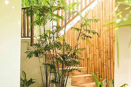 Backyard X-scapes Natural Bamboo Poles 2in x 8ft (10Pieces) - Thumbnail 6