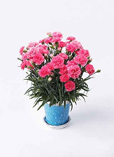 【母の日ギフト】鉢花カーネーション 5号クレアピンクアンティークテラコッタBlue