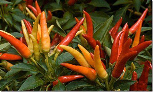 Creative Farmer Ornamental Chilli Choice Mix For Garden - Chilly Seeds Kitchen Garden Pack (B01NBO55CP) Amazon Price History, Amazon Price Tracker