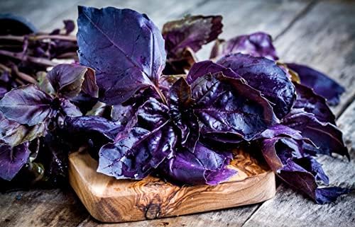 Miniatura 6 de 300+ Albahaca morada ornamental de interior - Hierba