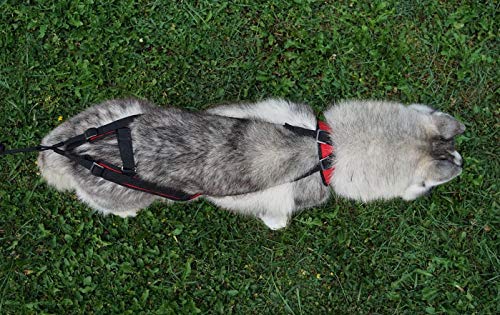 Northern Howl Power Race Hunde Zuggeschirr, verstellbar, Rücken frei, Bikejöring Dogscooting Schlitten Canicross, schwarz
