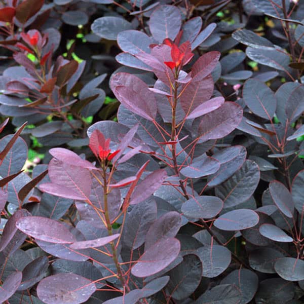 Cotino 'Royal Purple' 40–60 cm Vaso – Cotinus coggygria 'Royal Purple' – Foglia porpora ornamentale