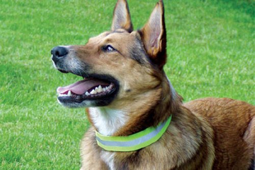 Canine Friendly Rufflective Neck Cuff Dog Collar, Medium #TOP2