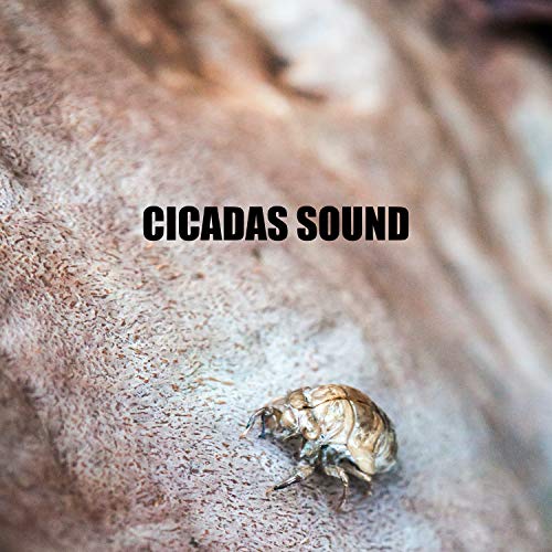 Amazon Music Cicadas SoundのCicadas Sound Amazon.co.jp