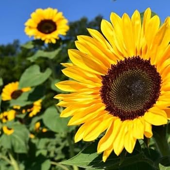 sunflower Amazon.com : SkyScraper Sunflower Seeds for Planting | 20