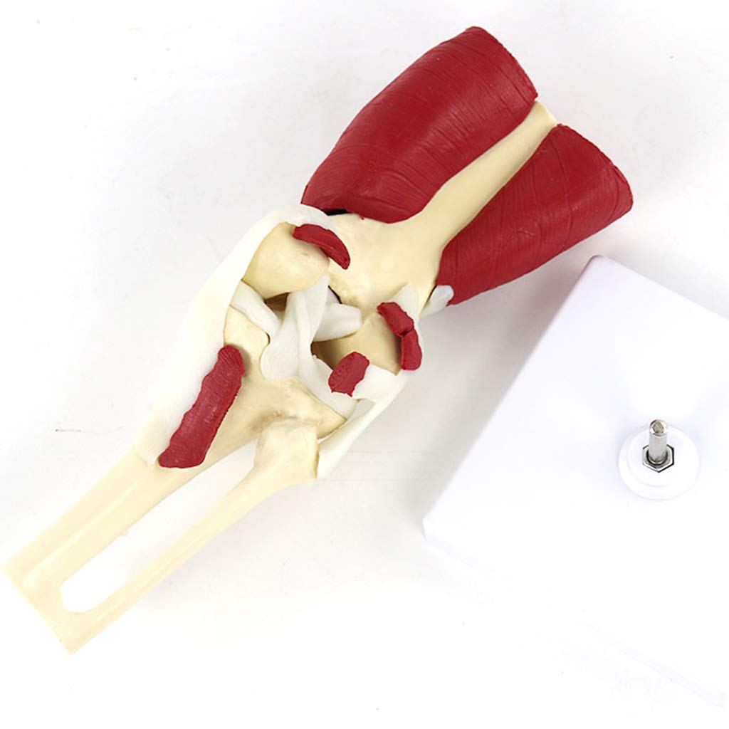Ludzki Anatomiczny Staw Kolanowy Model ZigPVC Materiał Mięśniowy Kolano Anatomiczny Model Ludzkiej Nogi Model Kości Zig Do Materiałów Medycznych Materiały Dydaktyczne