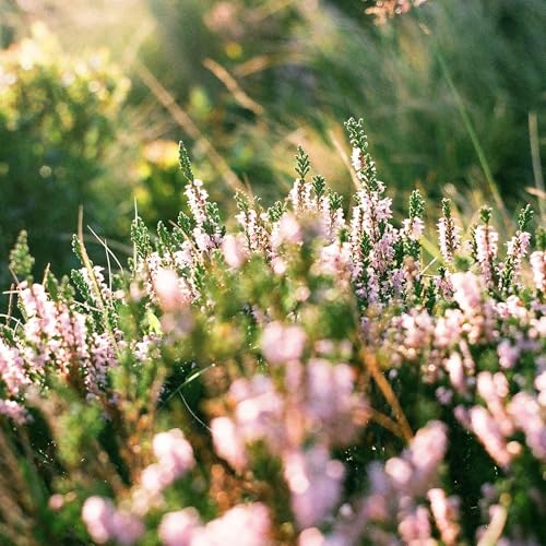 Moon Liife cover art