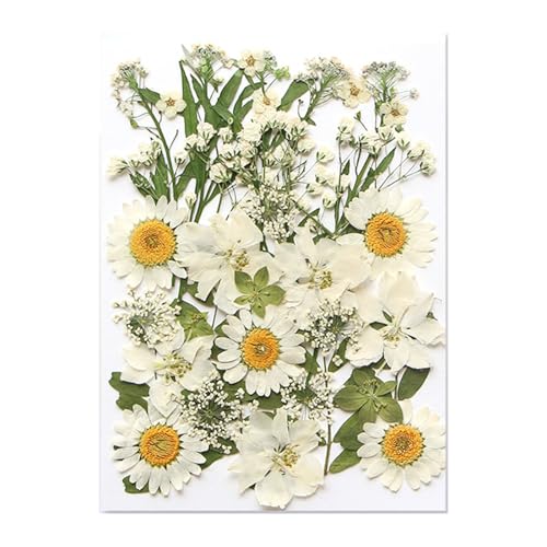 hCt[^pi`hCt[tXNbvubLOpΌWG[쐬