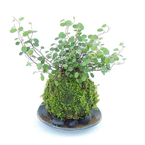 小さな葉がたくさん!華やかな苔玉【ワイアープランツの苔玉・黒備前器・敷石セット】 (敷石の色(黒石))
