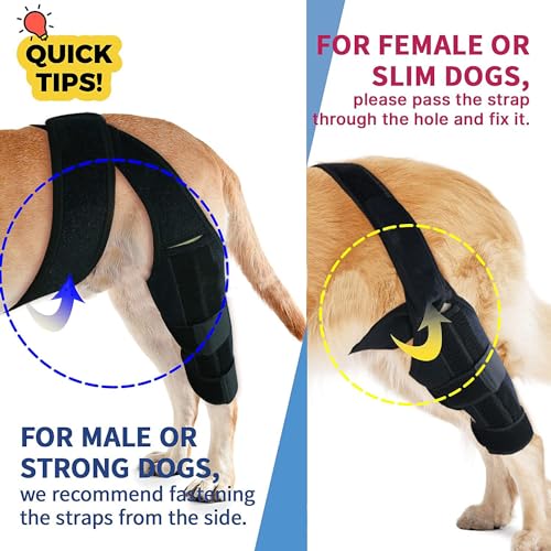 Image of M Dog Knee Brace for Torn ACL, Luxating Patella & Arthritis - Adjustable Support for Hind Leg, Cruciate Ligament, and Injury Recovery