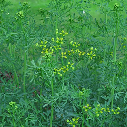 Weinraute (Ruta graveolens) - ca. 200 Samen