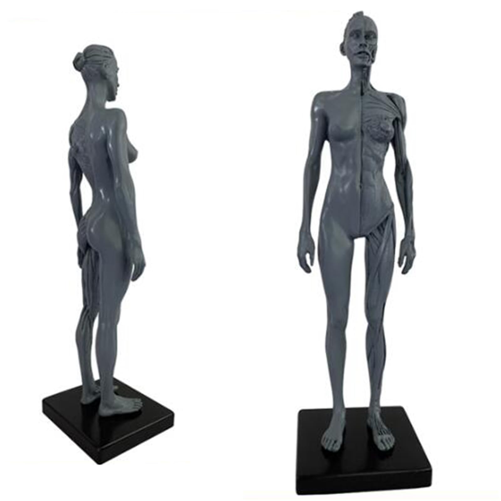 YNIYUJKL Human Anatomical Model - 11 Inch Human Anatomy Figure - Ecorche And Skin Skull Head Body Muscle Bone Resin Model For Teaching And Education,C,A