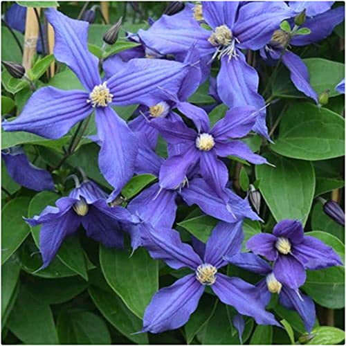 Clematis Integrifolia 'Arabella' X 3 Large Plug Plants for Potting on by Growtanical