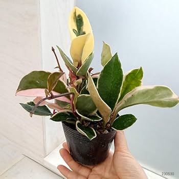 51zbHI72EQL._AC_UF350,