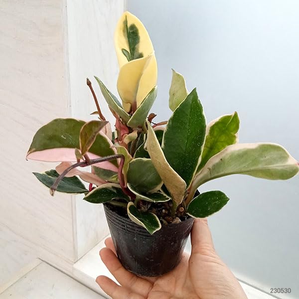 Amazon.co.jp: ホヤ カルノーサ[サクララン]：リップカラー3号